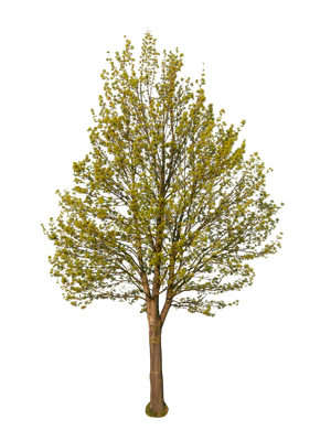 spring tree 004 — Descargar