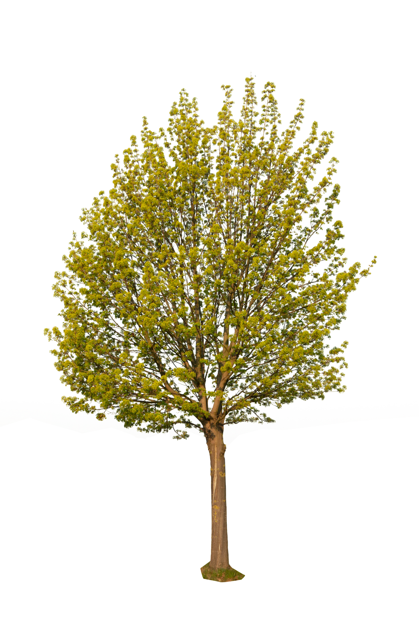 spring tree 005 — Descargar