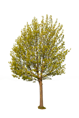 spring tree 005 — Descargar
