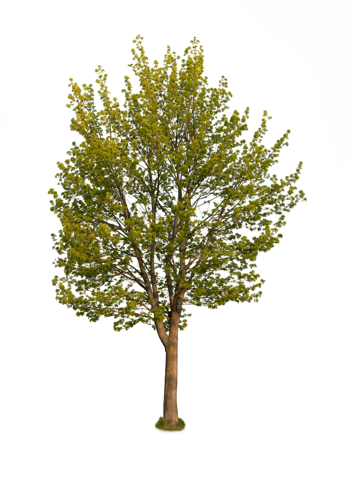 spring tree 006 — Скачать