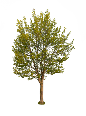 spring tree 006 — download