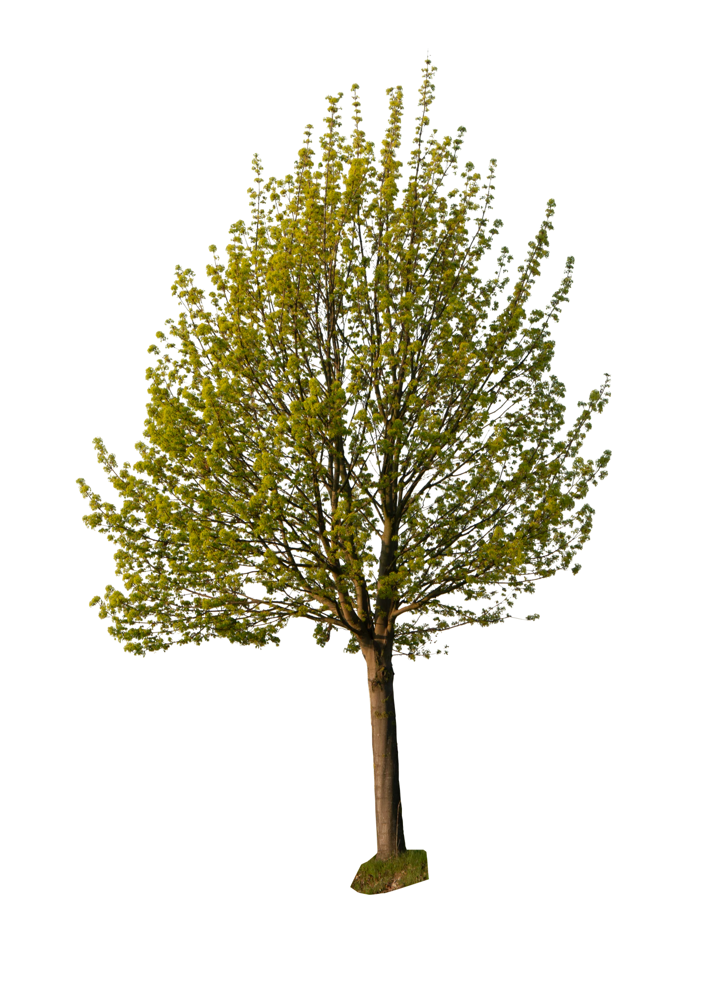 spring tree 007 — Скачать