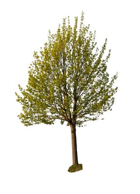 spring tree 007 — Скачать