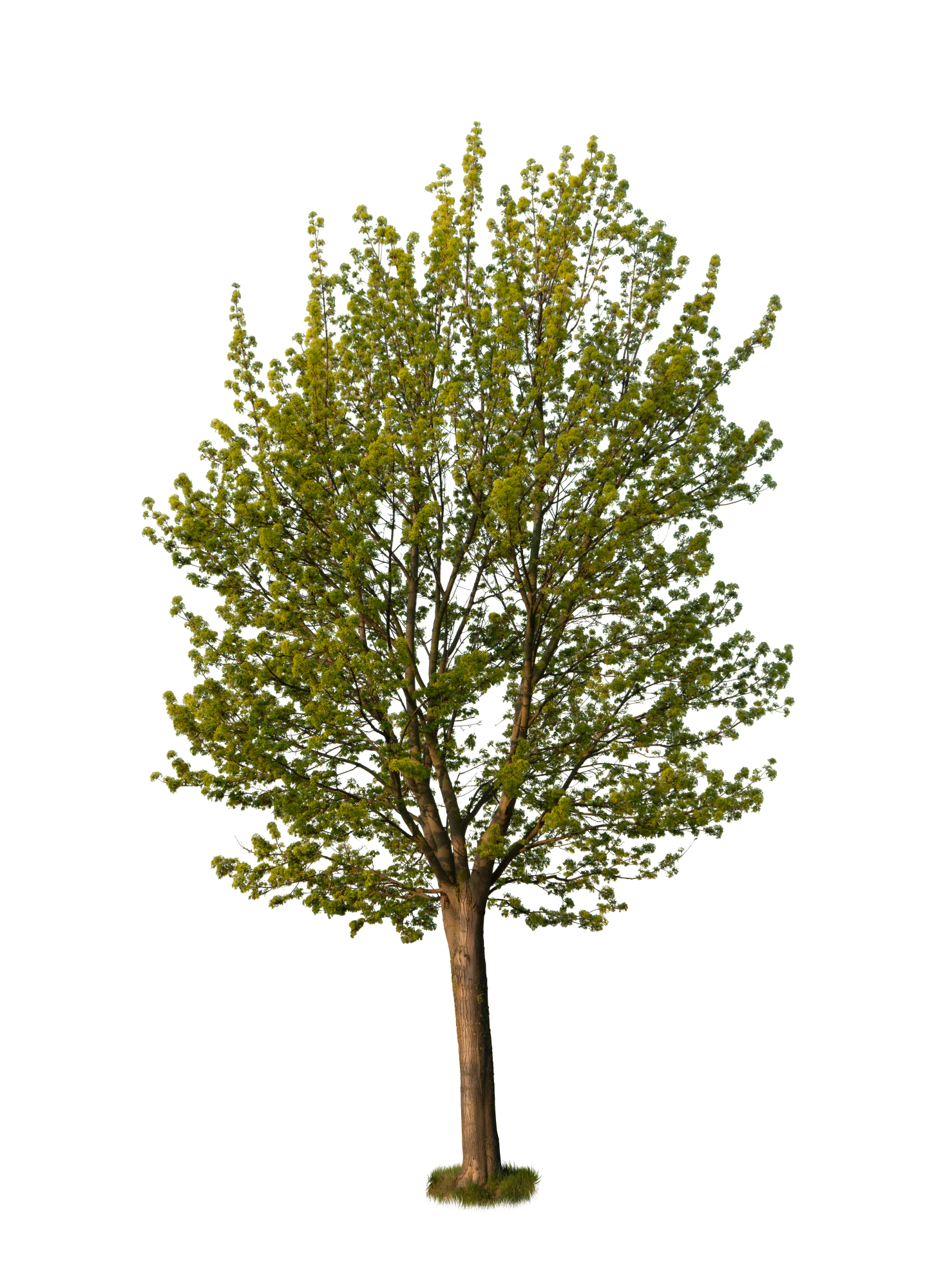 spring tree 008 — Descargar