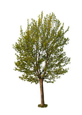 spring tree 008 — Descargar