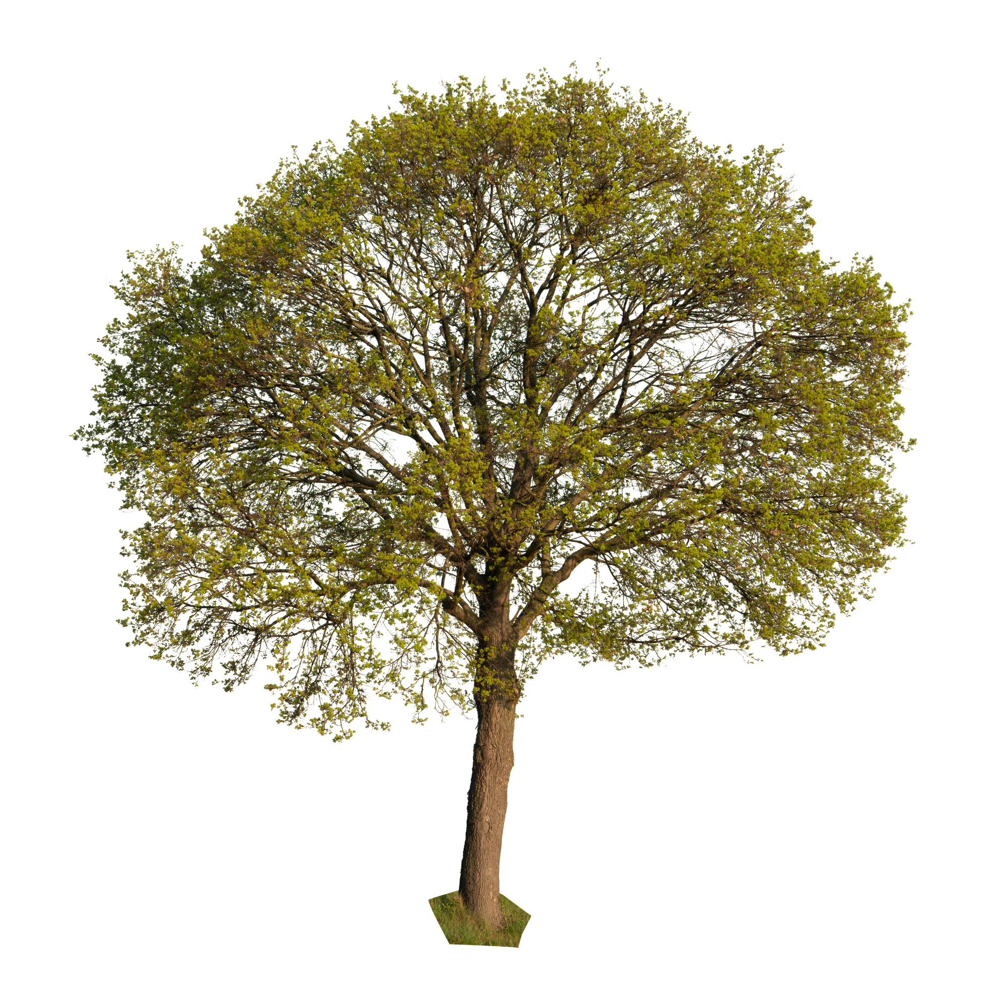 spring tree 009 — Descargar