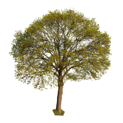 spring tree 009 — Descargar