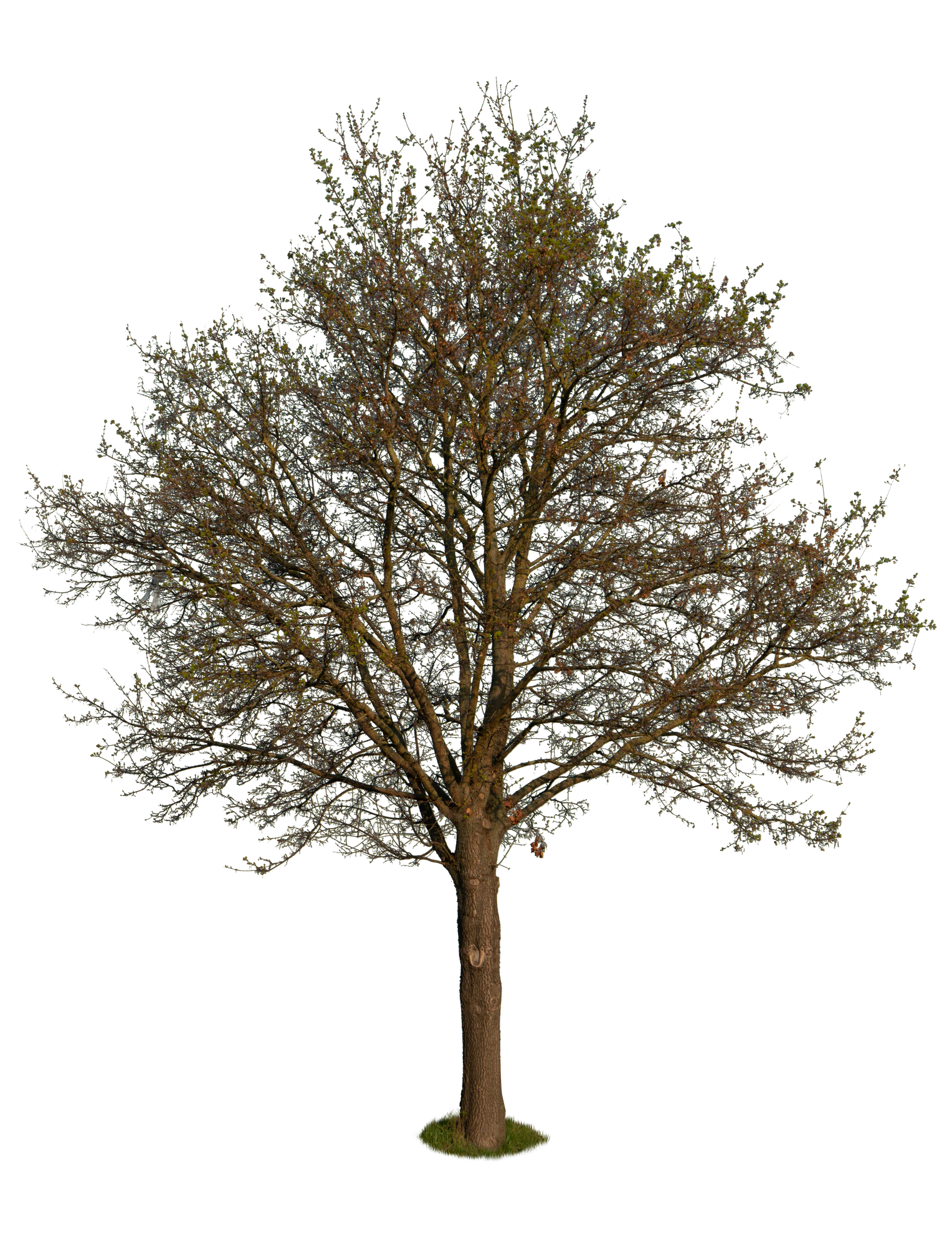 spring tree 010 — Descargar