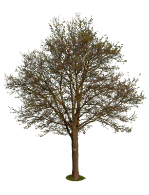 spring tree 010 — Descargar