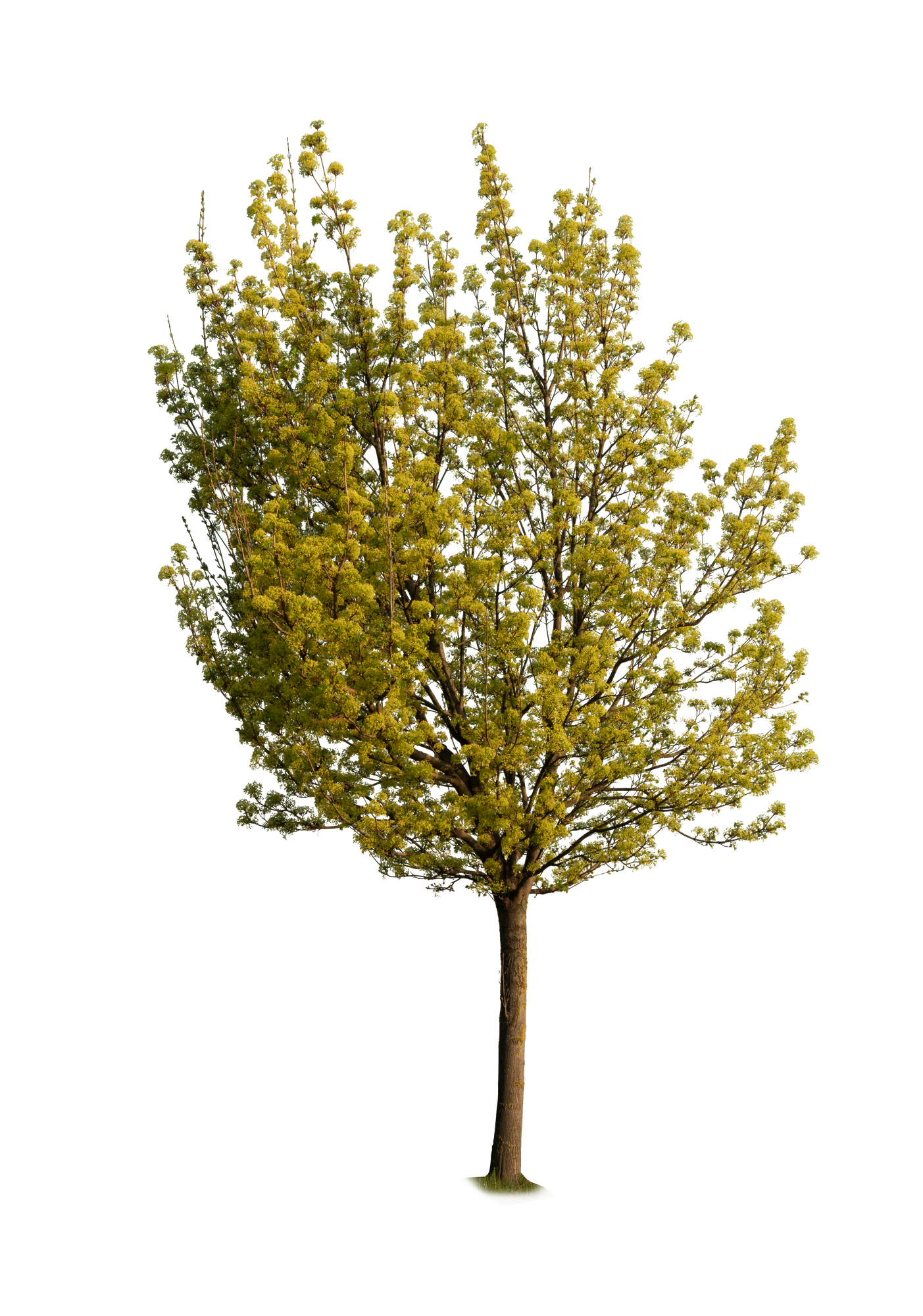 spring tree 011 — Скачать