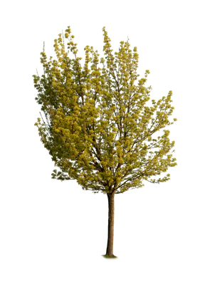 spring tree 011 — Скачать