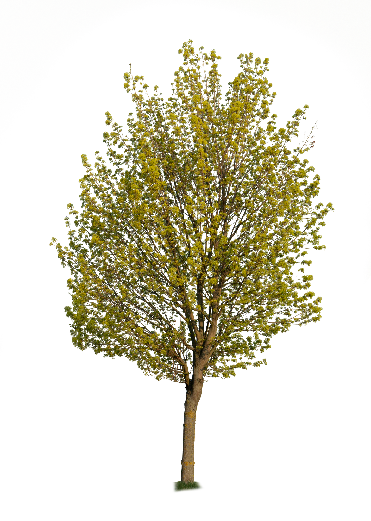spring tree 012 — Скачать