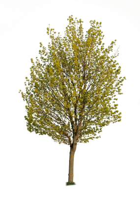 spring tree 012 — Скачать