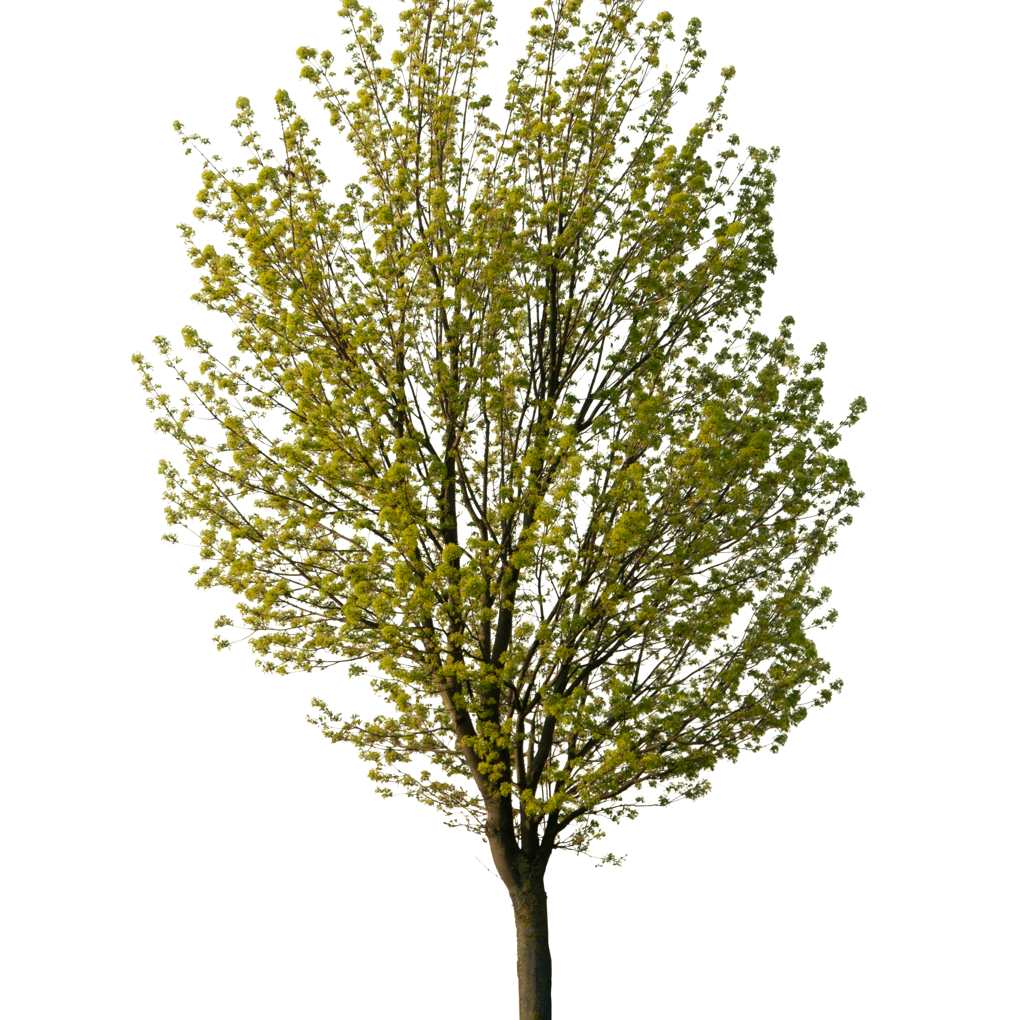 spring tree 013 — Descargar