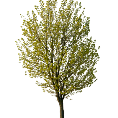 spring tree 013 — Descargar