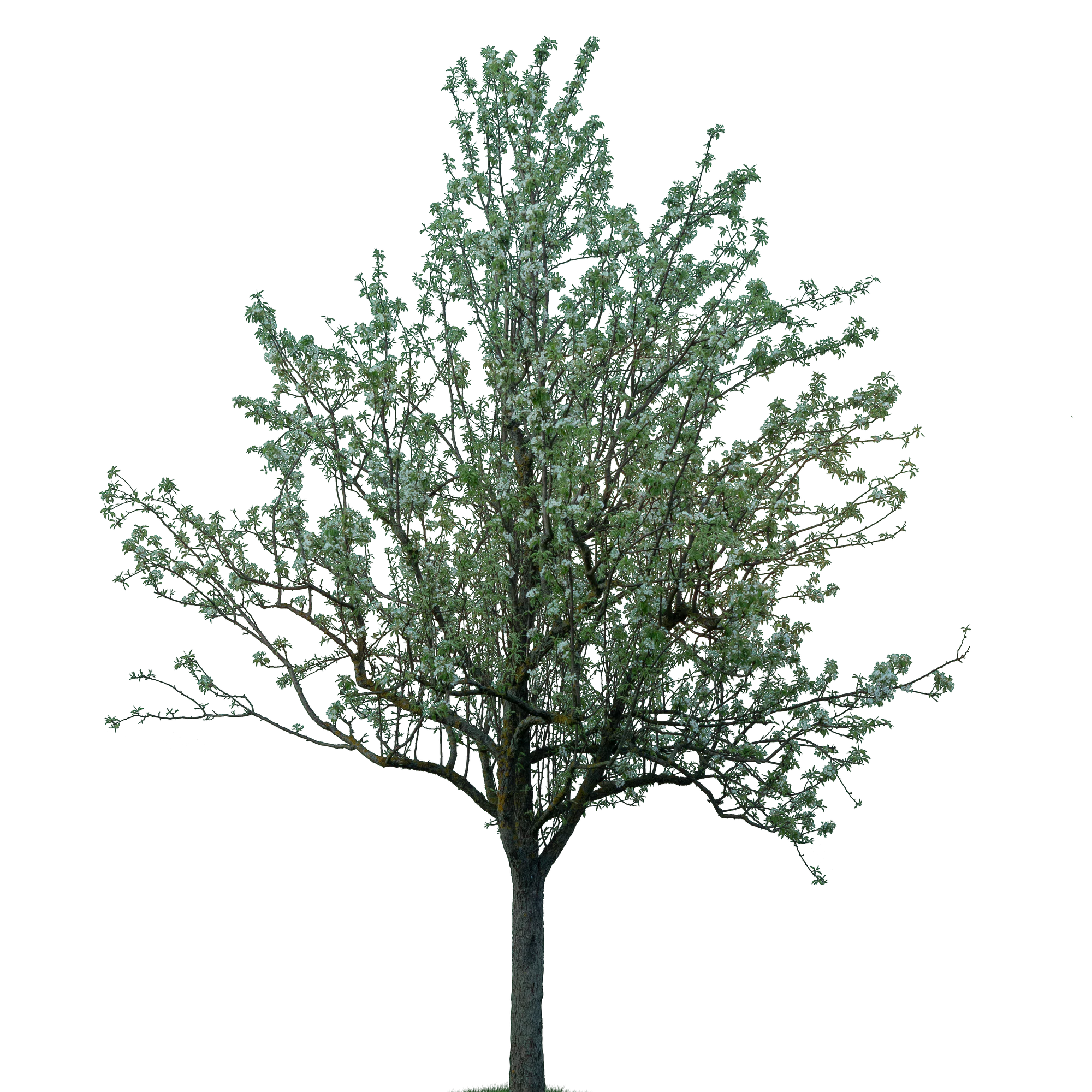 spring tree 014 — Скачать