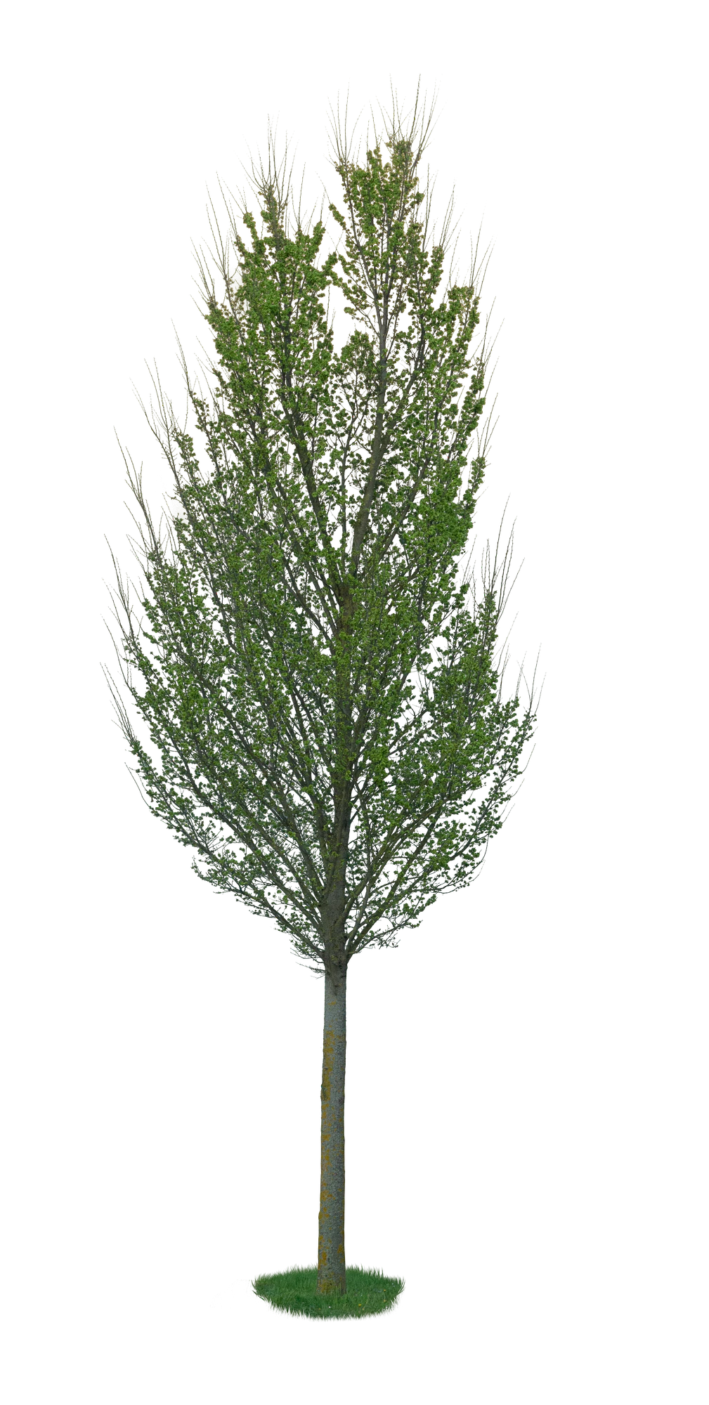 spring tree 015 — Descargar