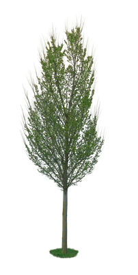 spring tree 015 — Descargar