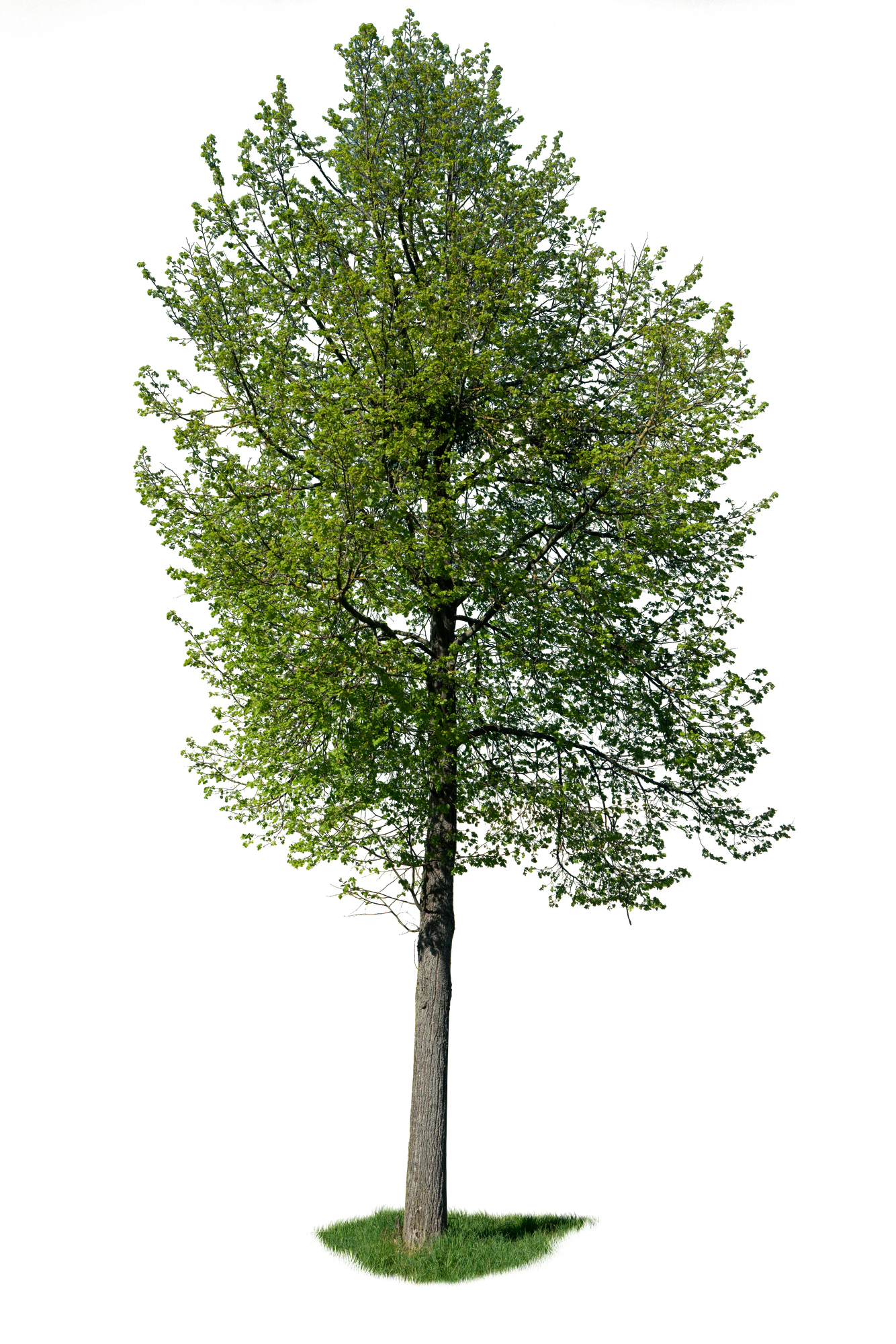 spring tree 016 — Скачать