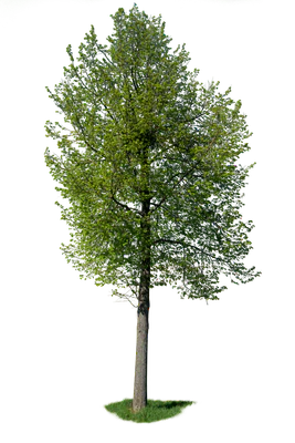 spring tree 016 — Скачать