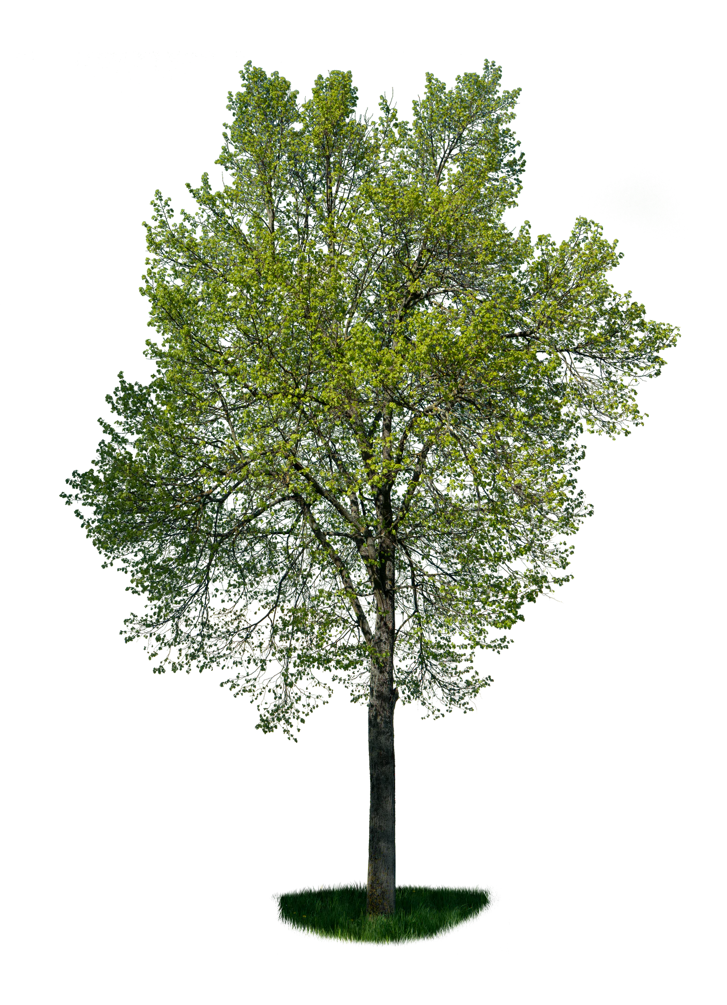 spring tree 017 — Скачать