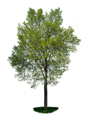 spring tree 017 — Скачать