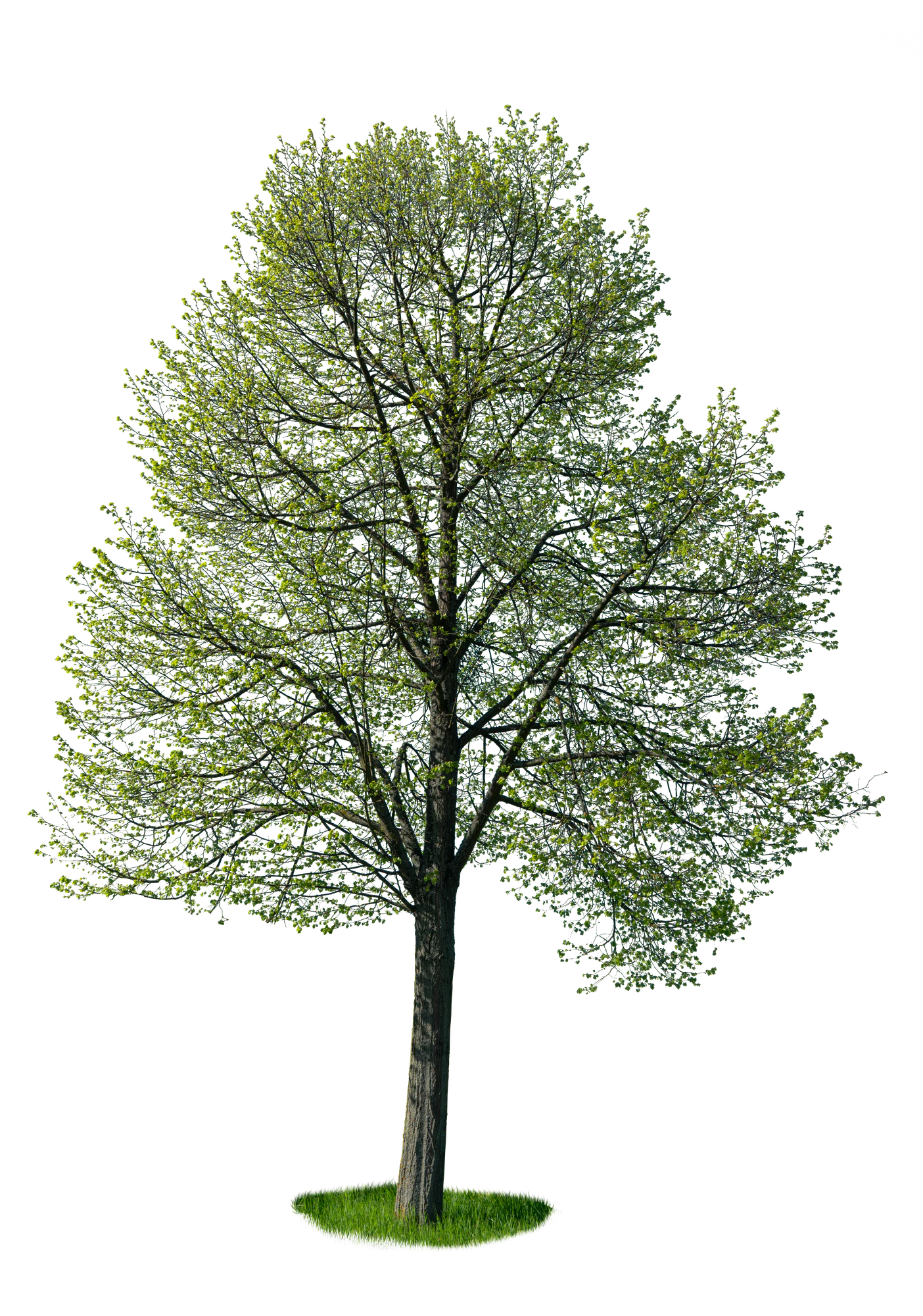 spring tree 018 — Descargar