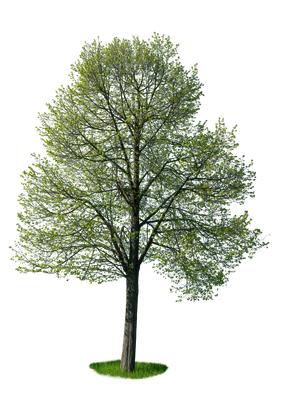 spring tree 018 — Descargar