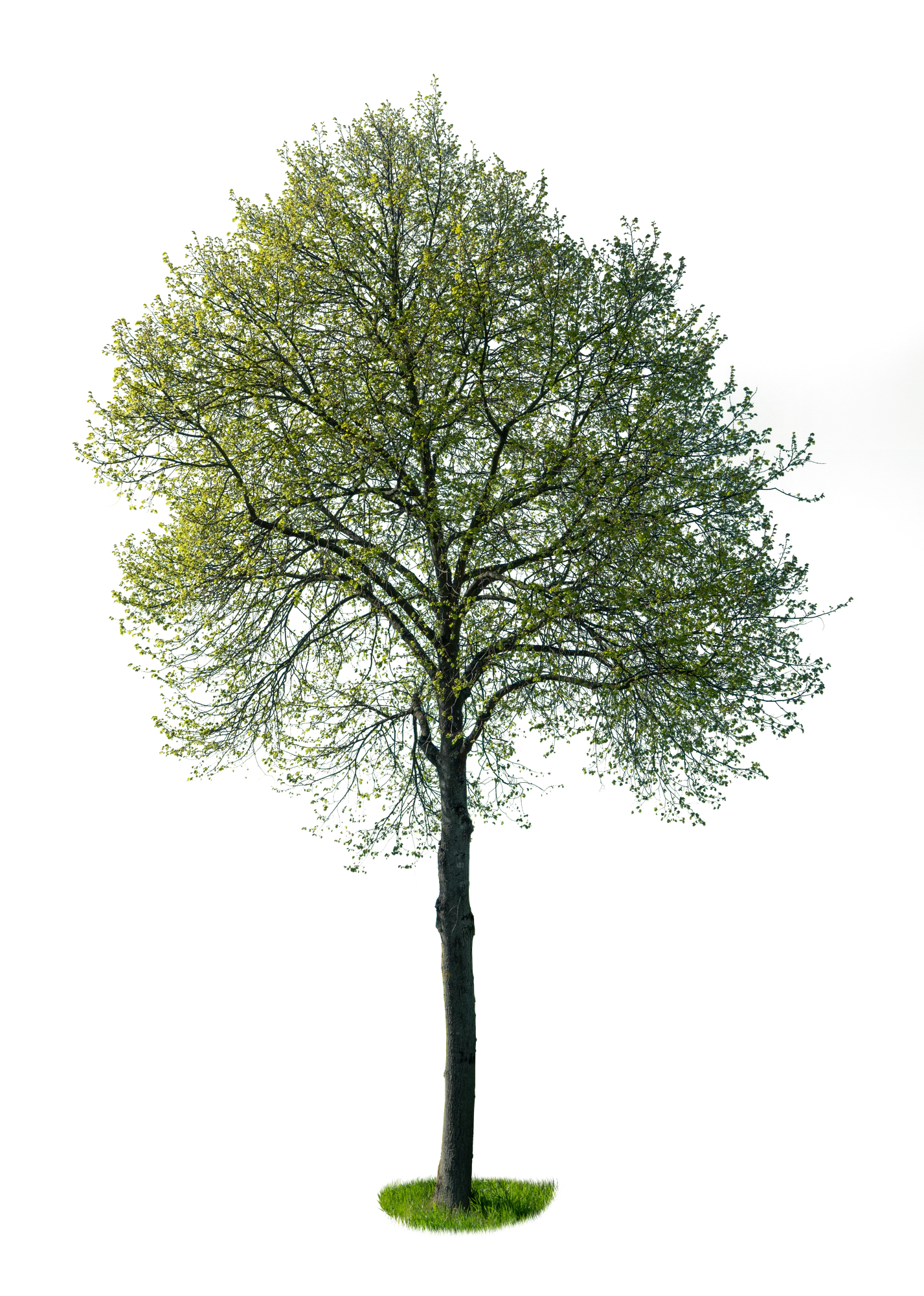 spring tree 019 — Descargar