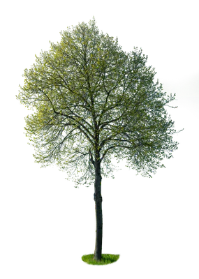 spring tree 019 — Descargar