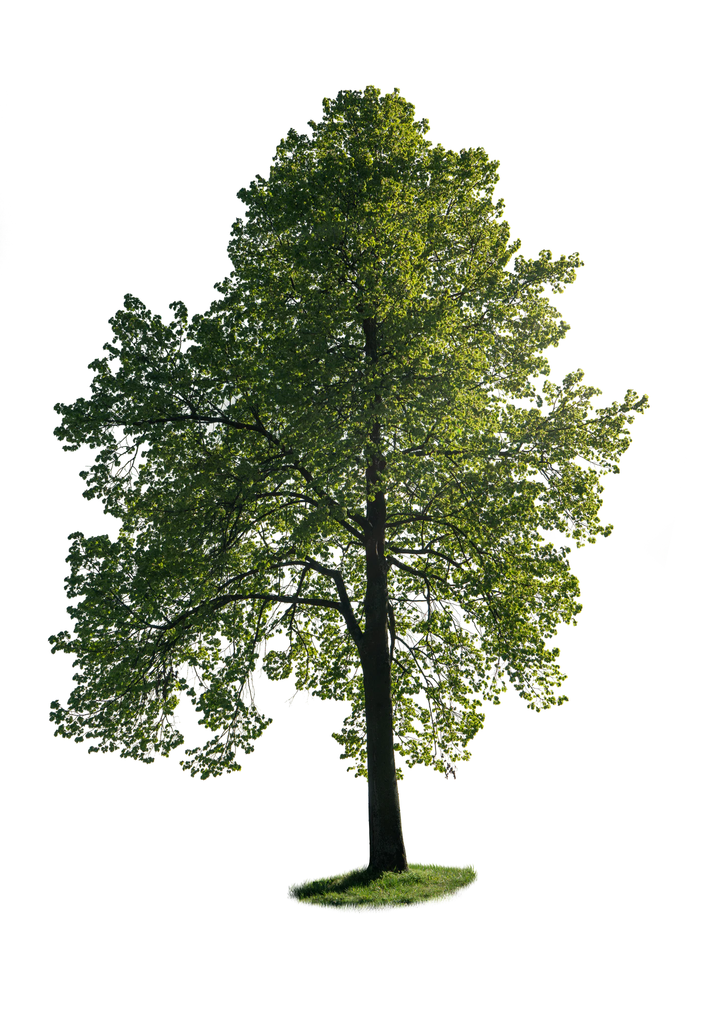 spring tree 020 — Descargar