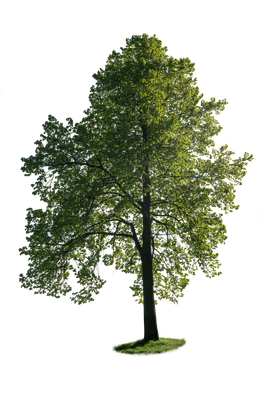 spring tree 020 — Descargar