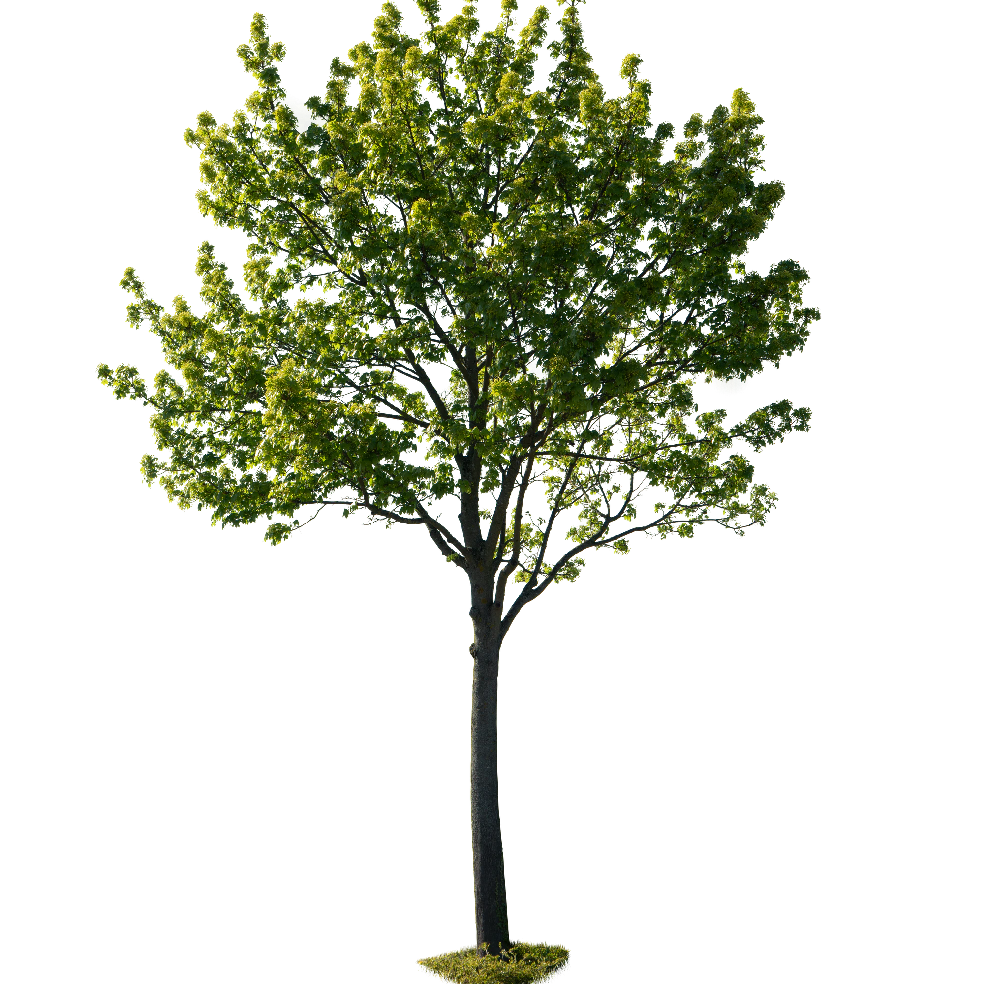 spring tree 021 — Descargar
