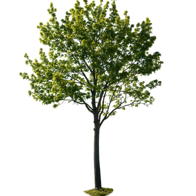spring tree 021 — Descargar