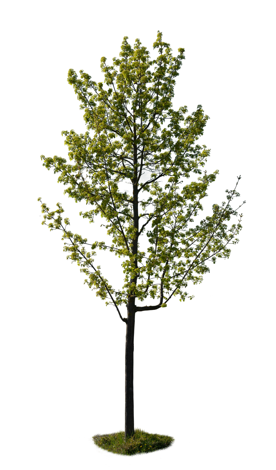 spring tree 022 — Скачать