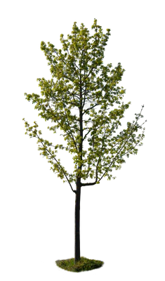 spring tree 022 — Скачать