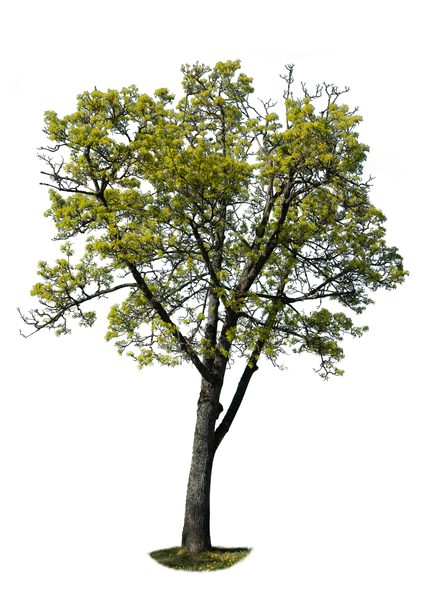 spring tree 023 — Скачать