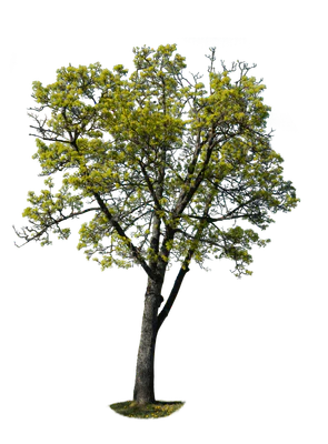 spring tree 023 — Скачать