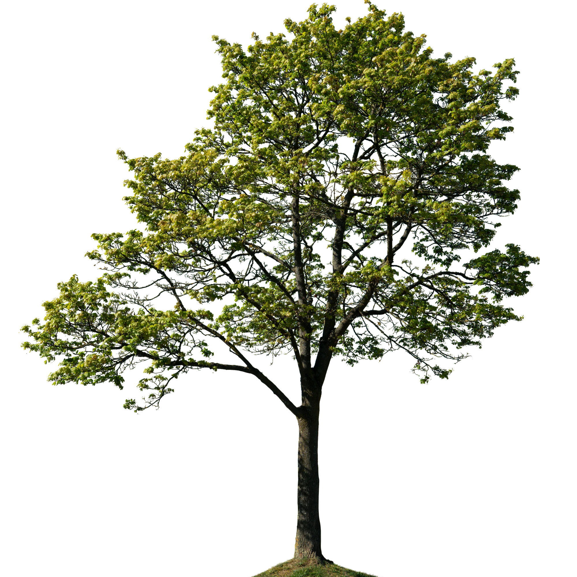 spring tree 024 — Скачать