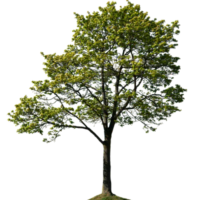 spring tree 024 — Скачать