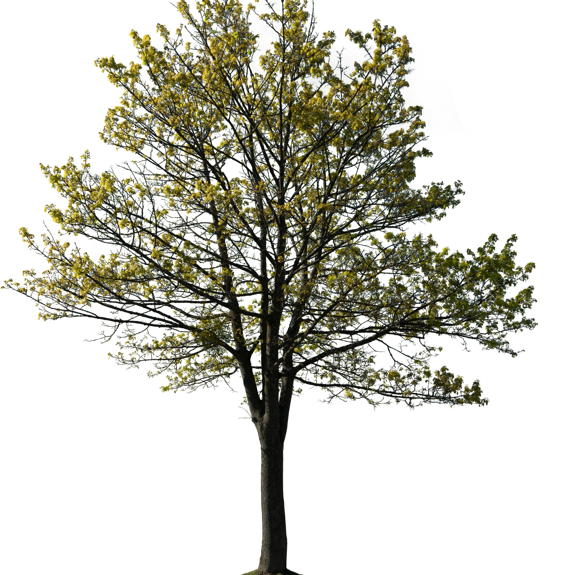 spring tree 025 — Download