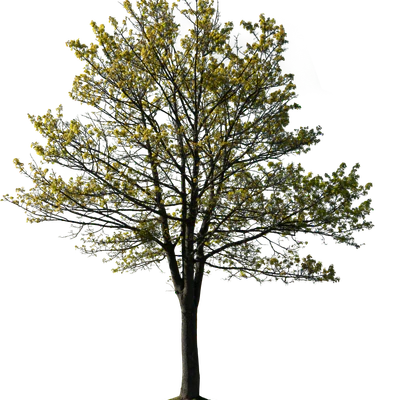 spring tree 025 — Download