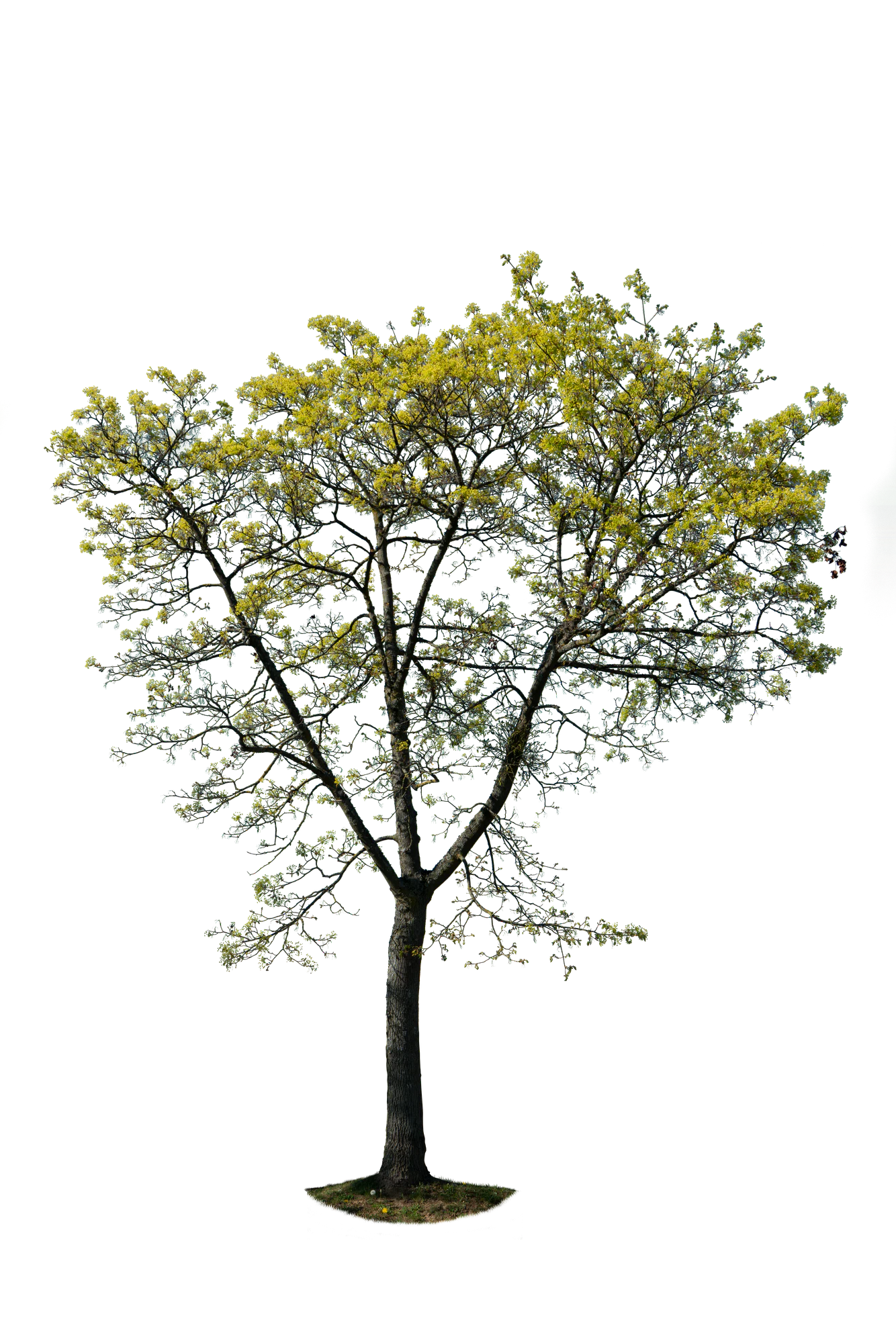 spring tree 026 — Скачать