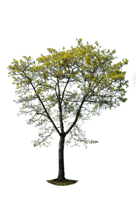 spring tree 026 — Скачать