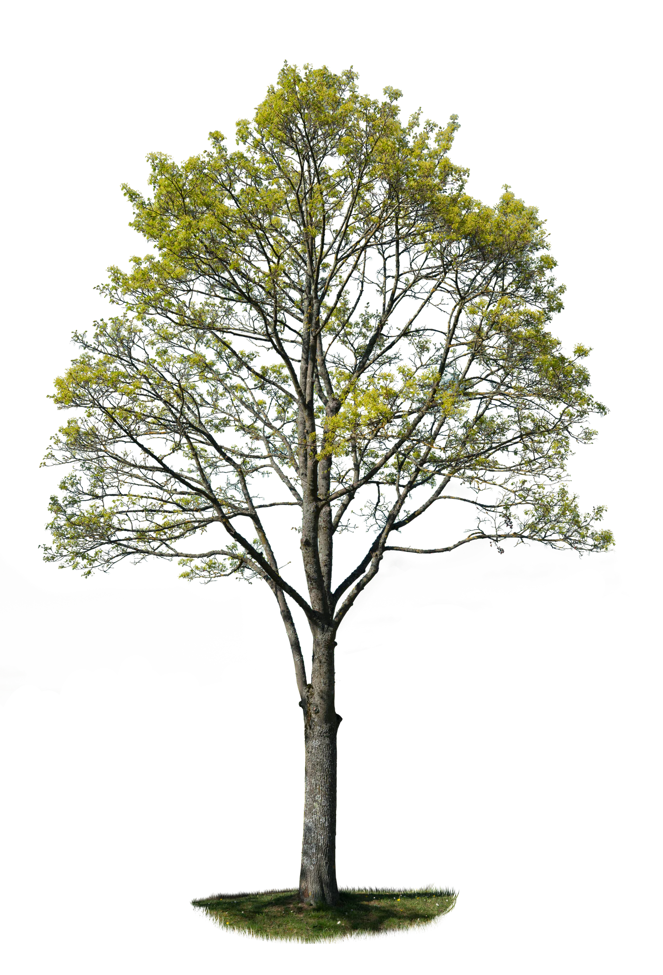 spring tree 027 — Descargar