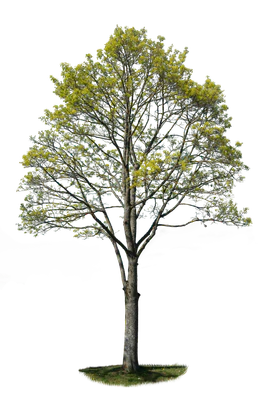 spring tree 027 — Descargar