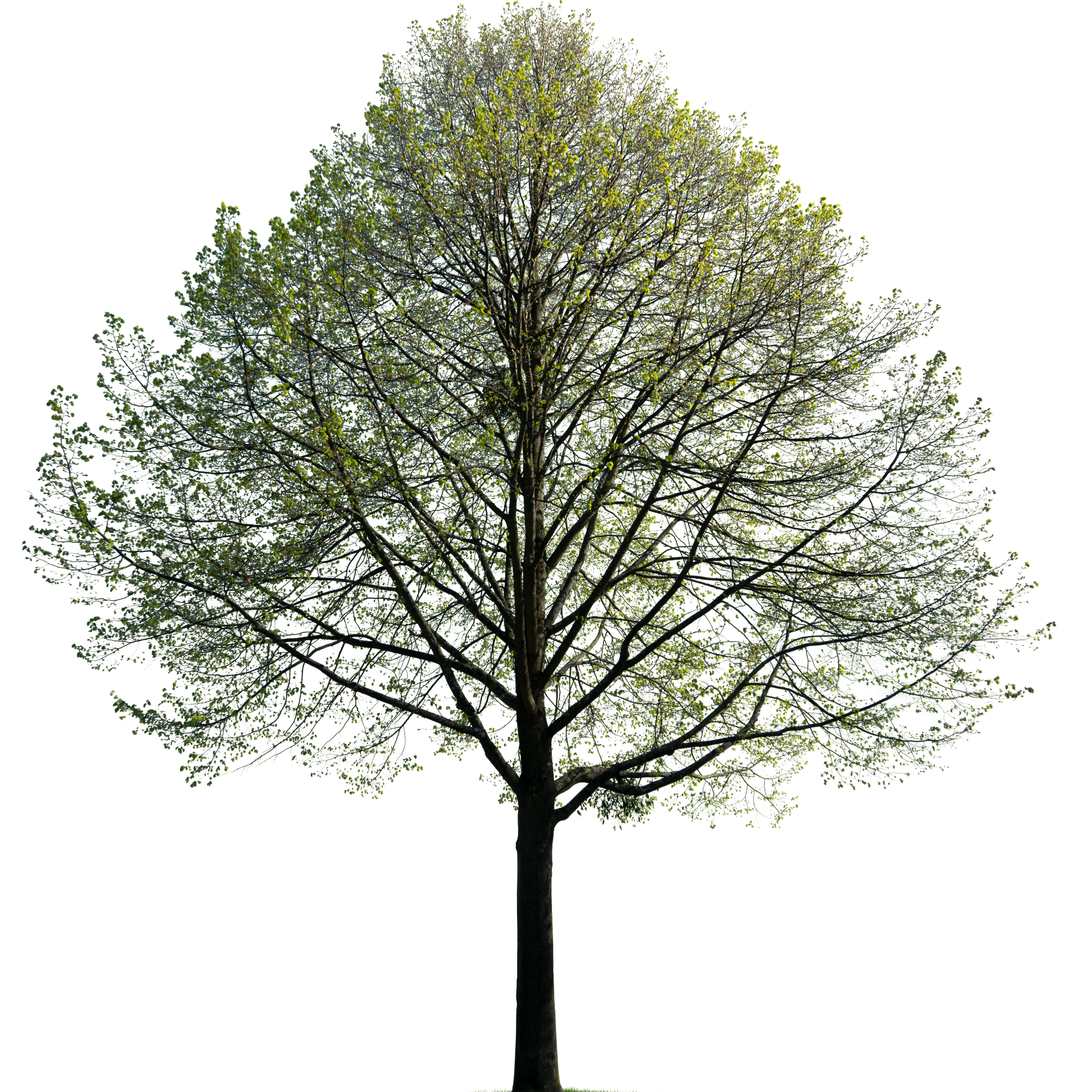 spring tree 028 — Скачать