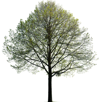 spring tree 028 — download