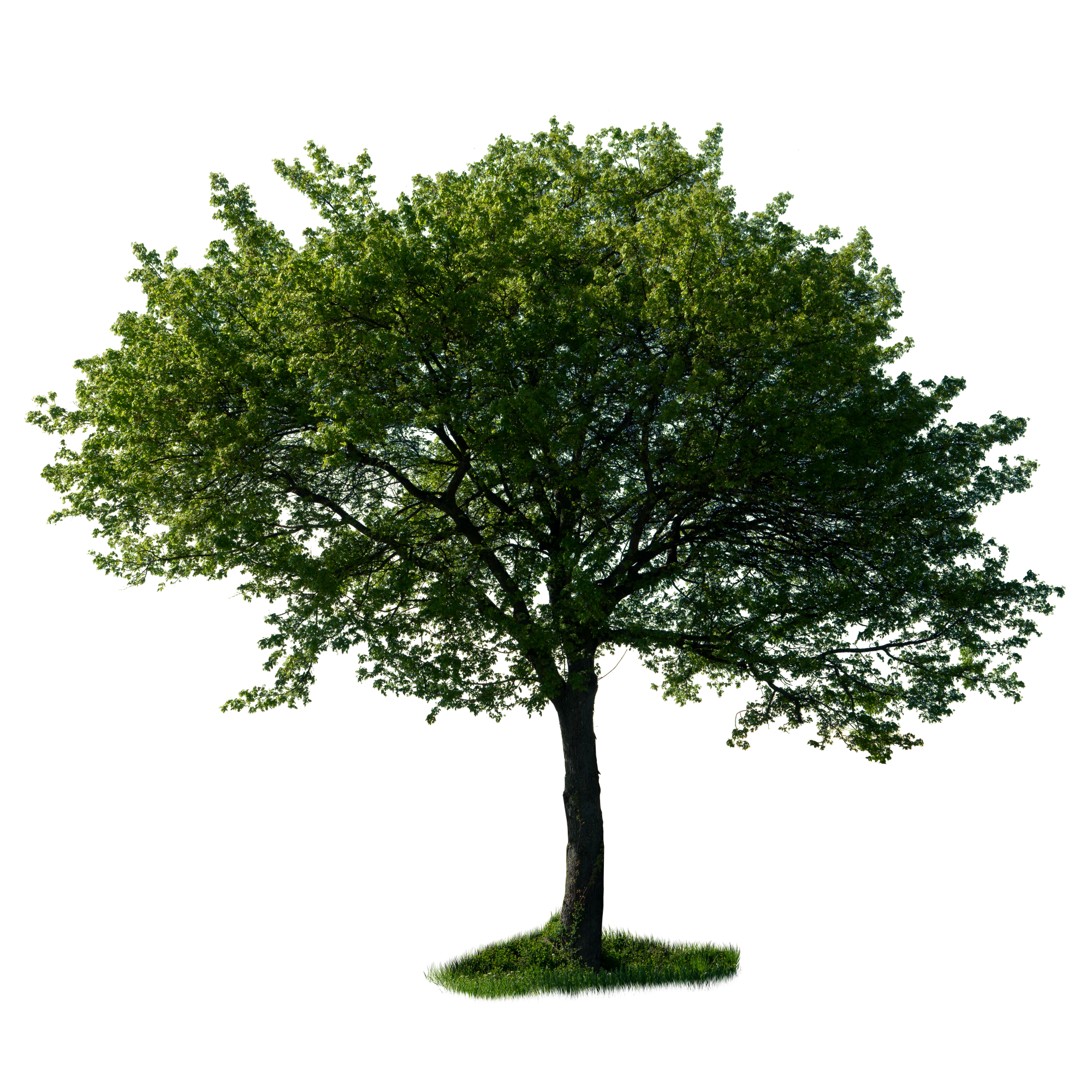 spring tree 029 — Скачать