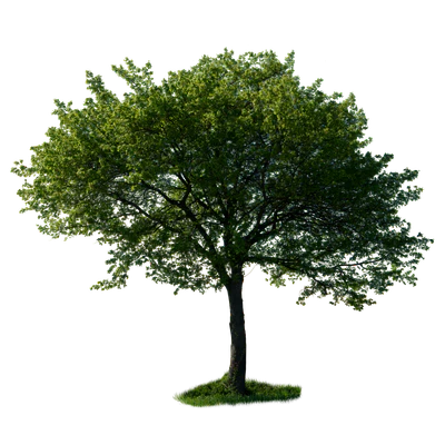 spring tree 029 — download